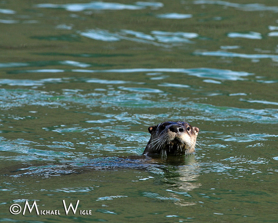 _MWC0132-River Otter-Bella Coola Estuary