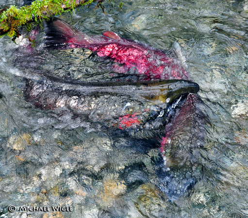 _MWB3792-Coho-sparring males