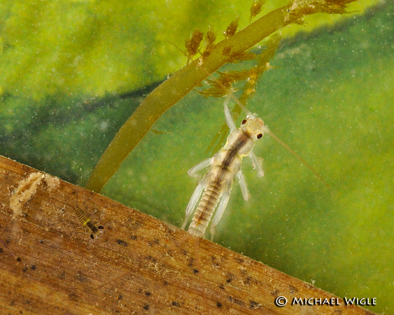 _MWC1627-Capnid family-nymph
