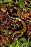 Long-toed Salamander