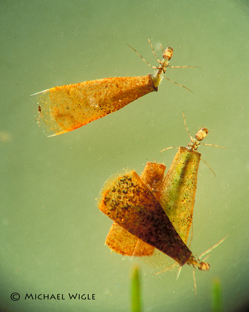 Caddis-larva-Oxyethira sp.jpg