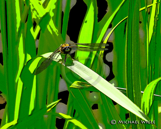 _MWB9158-Dragonfly-cutout effect