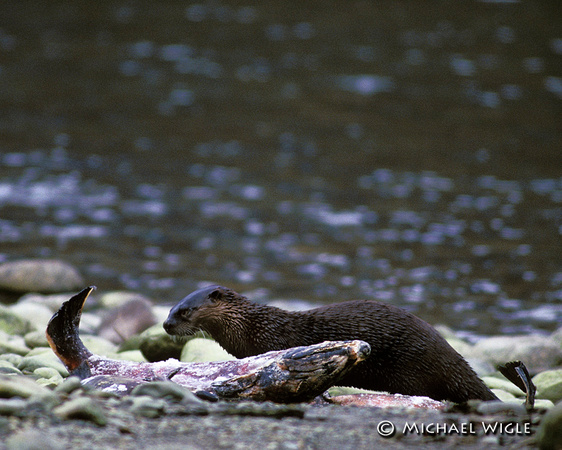 Otter on Chum carcass-2