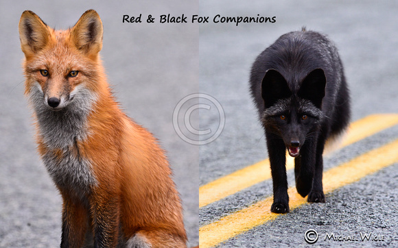 Black & Red Foxes