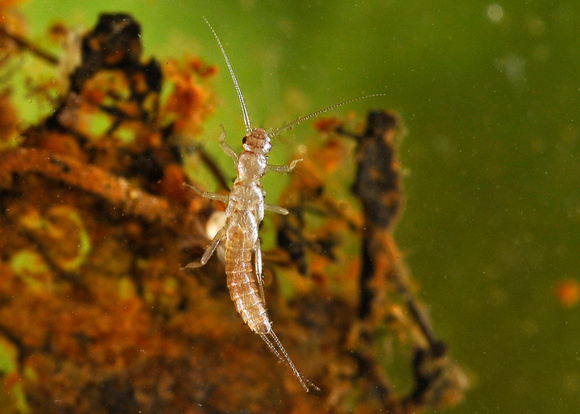 _MWC1326-Capnid family-mature nymph
