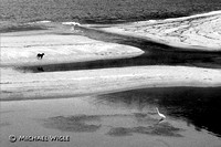 Egret & Dog (8A-01).jpg