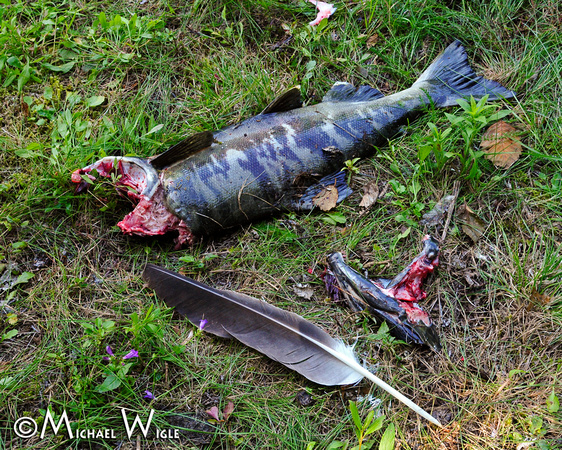 _MWB7746-Chum carcass & Eagle feather