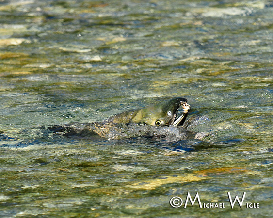 _MWC6111-Chum male-Thorsen Creek spawner