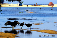 07- Vultures on the beach (Y6-3-01).jpg