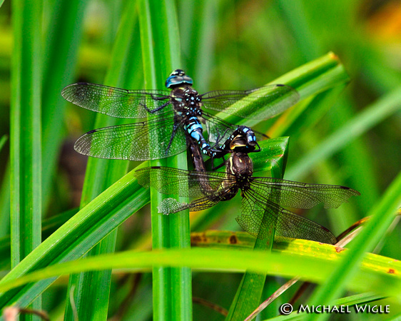 _MWC9341-Dragonflies-mating.jpg