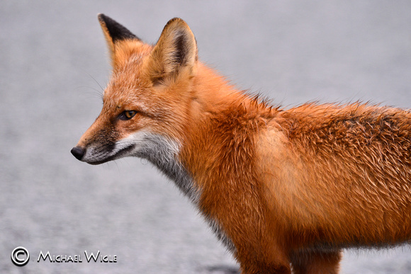_DSC7707-Red fox