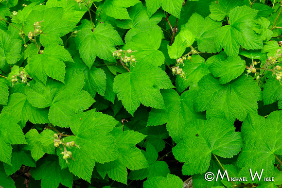 _MWC2449-Thimbleberry-flower buds