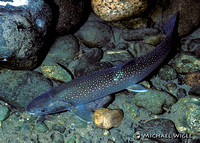 Dolly Varden adult