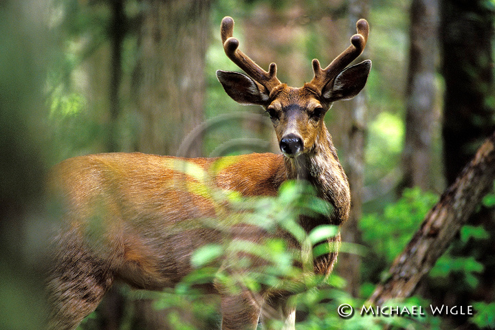 Zenfolio | Michael Wigle Photography | Temperate RainForest | #075 ...